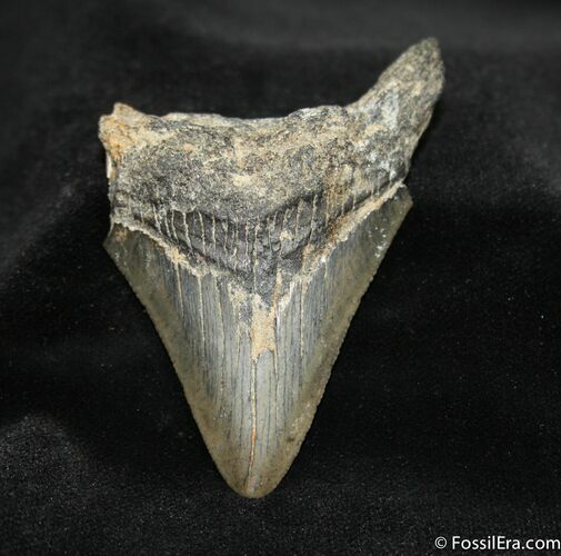 Inch Megalodon Tooth #700
